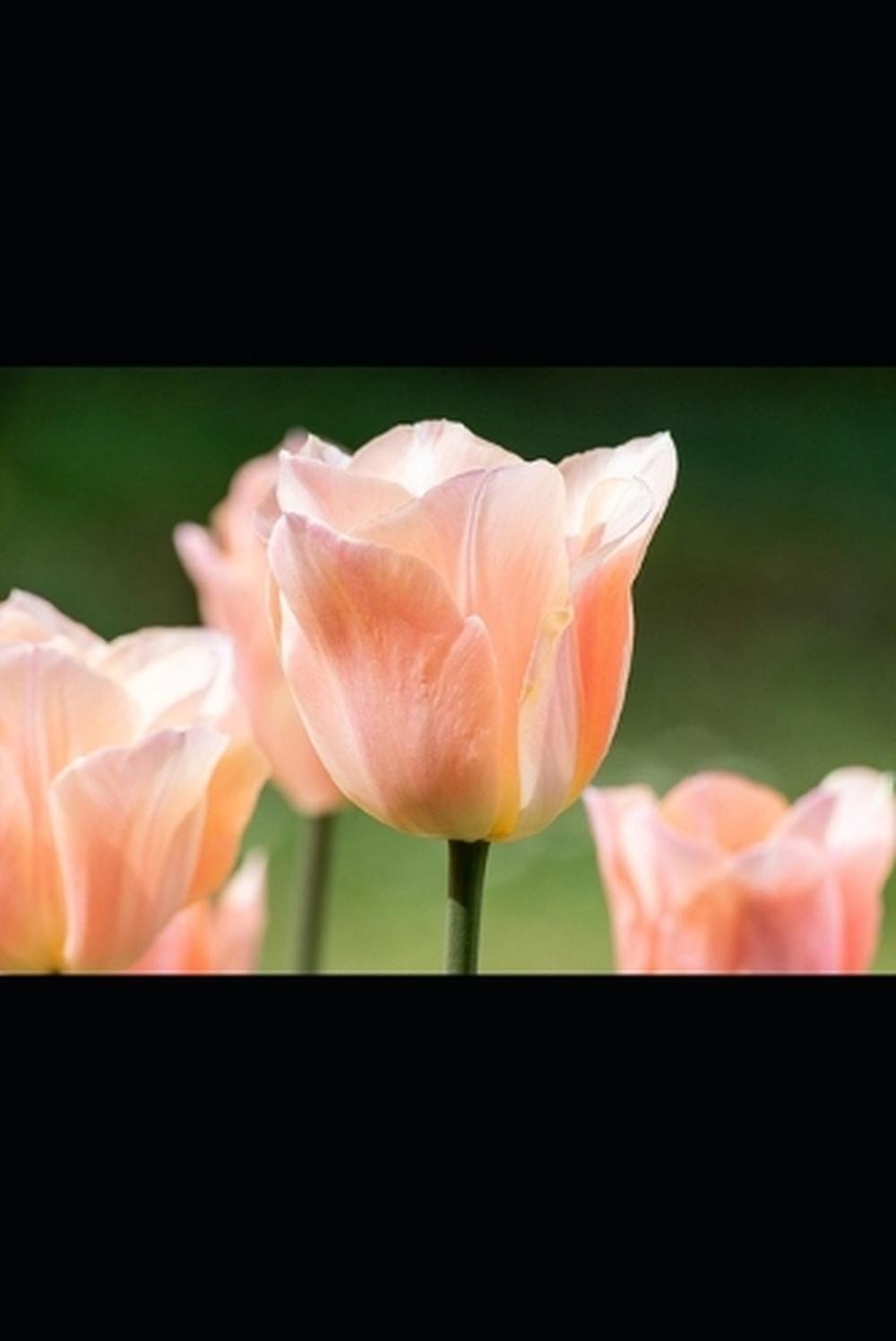 Simple Crossword Puzzle by S. Paul Paperback Book